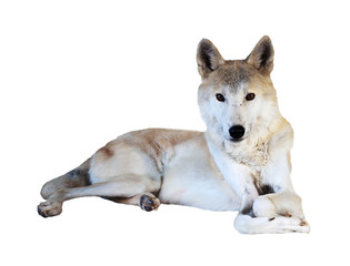 lying wolf  over white background