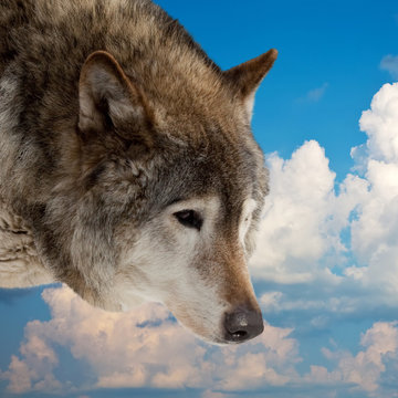 Head of wolf  against  sky