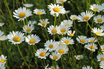 Fototapeta premium Daisys.