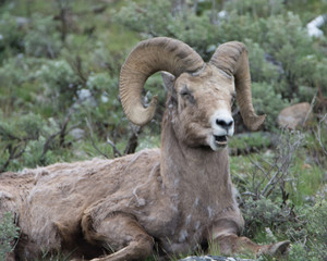 Naklejka na ściany i meble Bighorn Sheep Makes a Funny Face in Yellowstone National Park