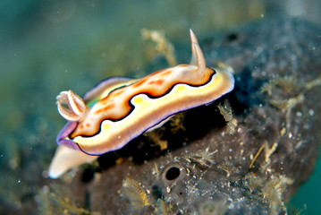 nudibranch pretty