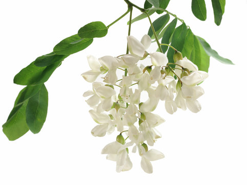Robinia pseudoacacia / black locust isolated