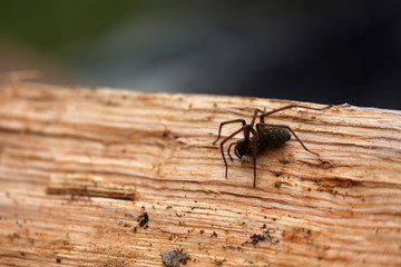 Spinne auf einem Holzstamm