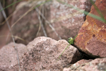 Eidechse in einer Natursteinmauer