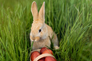 Happy Easter!  little rabbit came to the people for Easter eggs. who hurt the rabbit?