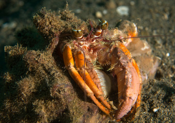 hermit crab