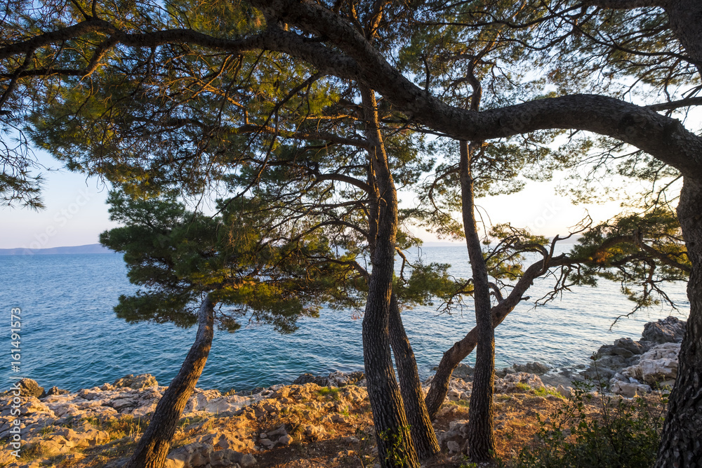 Wall mural park suma sveti petar in makarska rivera in croatia