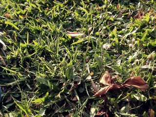 Green grass and leaves background.