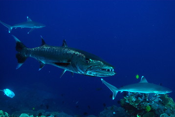 Fototapeta premium barracoota dshark