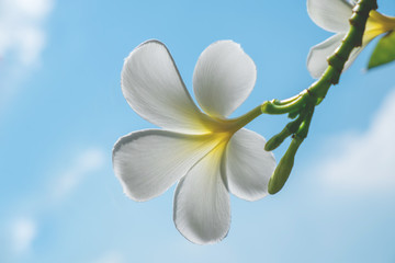 Back side of White Plumeria under the blue sky in the summer