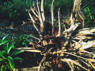 The dark brown root of the big tree,