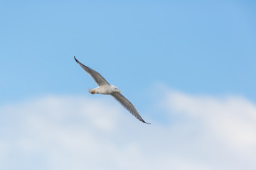 Fototapeta premium yellow-legged gull (Larus michahellis) in flight with blue sky and clouds