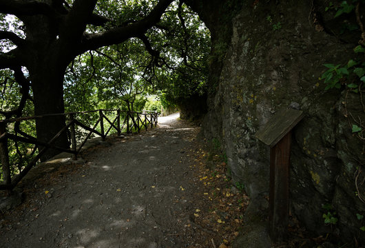 Shadowy Forest road in Parco Fluviale dell'Alcantara. Francavilla di Sicilia, Italy.
