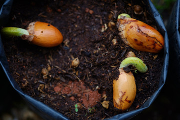 seed growing of durian