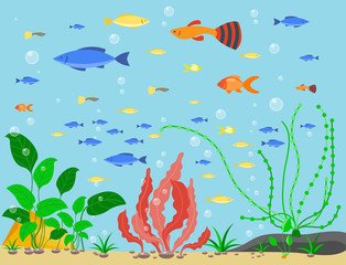 Transparent aquarium sea aquatic background vector illustration habitat water tank house underwater fish algae plants.