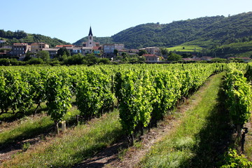 Fototapeta na wymiar Vignoble de Côtes du Rhône Tain l'Hermitage Vallée du Rhône Rhône Alpes Auvergne France