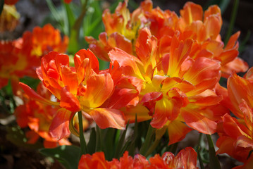 Fototapeta premium Tulipe orange à fleur double au printemps au jardin