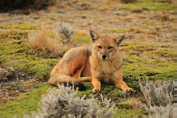 zorro patagonico