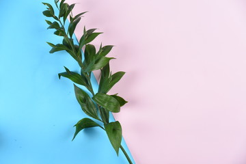 flowers on colored stone and paper background