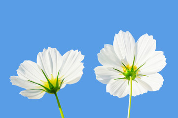Cosmos flowers blooming in the garden
