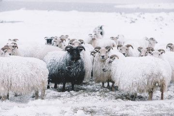 Naklejka premium Icelandic sheep roaming in the winter snowy field,beyond their season. Black sheep contrasting among white sheep