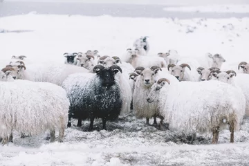 Crédence de cuisine en verre imprimé Moutons Moutons islandais errant dans le champ neigeux d& 39 hiver, au-delà de leur saison. Moutons noirs contrastant parmi les moutons blancs