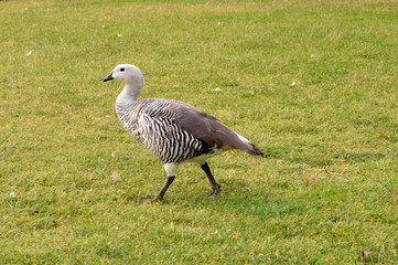 Upland Goose