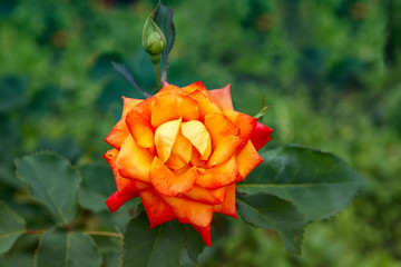 Close-up of beatiful garden rose