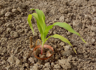Young maize plant with a sweetcorn label in a garden