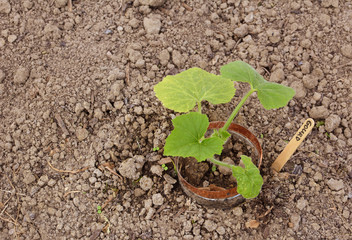 Gourd plant, protected from slug damage by a copper ring