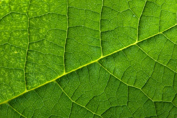 Fototapeta na wymiar Fresh green leaf texture, leaf macro background