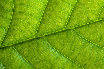 Plakat Fresh green leaf texture, leaf macro background