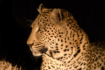 Fototapeta na wymiar Animals in Djuma Sabi Sands South Africa