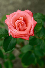 Close-up of garden rose, Beatiful roses, bright pink roses, colourful roses, bloom