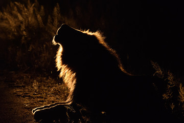 Animals in Djuma Sabi Sands South Africa