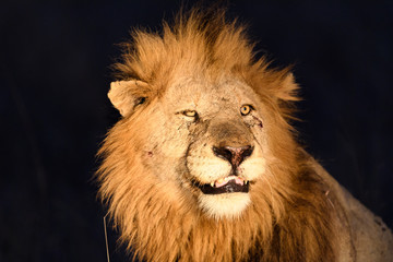 Animals in Djuma Sabi Sands South Africa