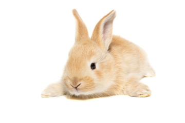 rabbit on a white background