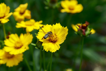 Close up of coreopsis tinctoria flowers in the garden, coreopsis with the bug, bee on coreopsis, small bee on coreopsis