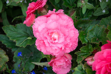 Obraz premium Flower
