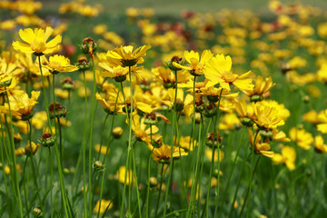 Fototapeta premium Close up of coreopsis tinctoria flowers in the garden, coreopsis in the park, colourful coreopsis, coreopsis with a leaves