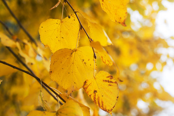 Obraz premium Autumn leaves background