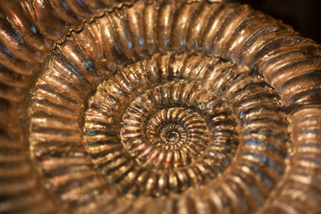 Golden ammonite closeup photo 