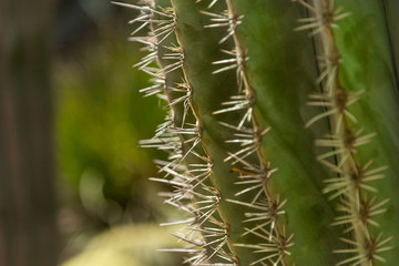 Cactus Spike