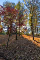Naklejka premium Autumn leaves on the trees and the ground