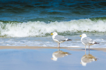 Möwen am Strand