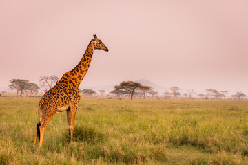 Baby giraffe safari Serengeti National Park, Tanzania. Wildlife scene of African Safari. Baobab tree in the background.  © Lubomir