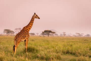 Baby giraffe safari Serengeti National Park, Tanzania. Wildlife scene of African Safari. Baobab...