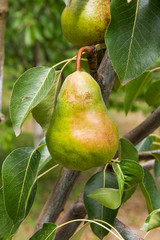 Shiny delicious pears hanging from a tree branch in the orchard..