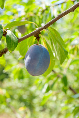 Close up of the plum tree branch with ripe juicy fruits on sunset light..