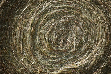 gros rouleaux de foin au milieu des champs occupés de secher